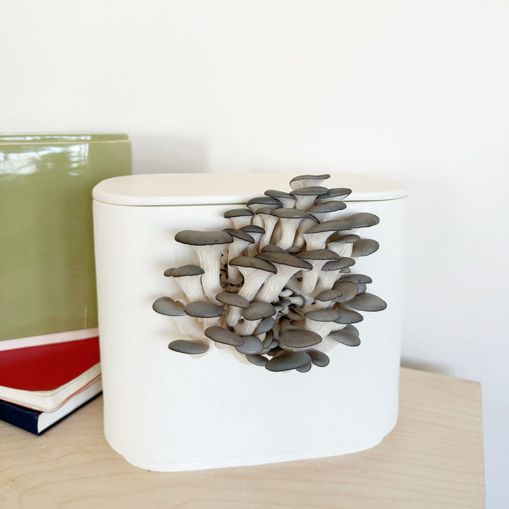 GUS Ceramic Mushroom Planter