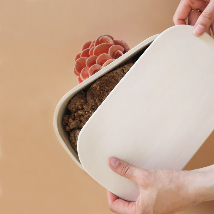 GUS Modular Ceramic Mushroom Planter