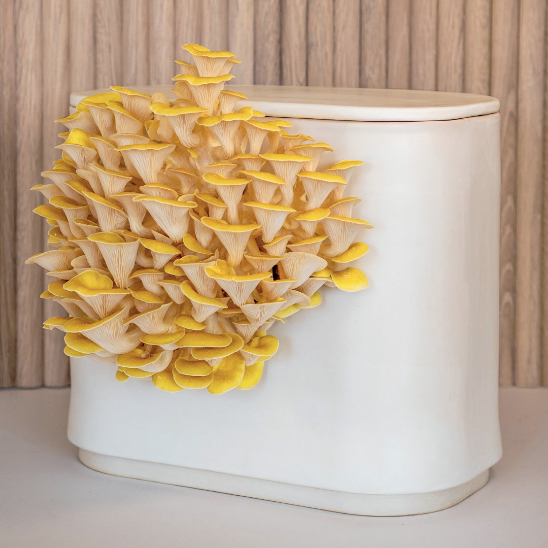 GUS Ceramic Mushroom Planter