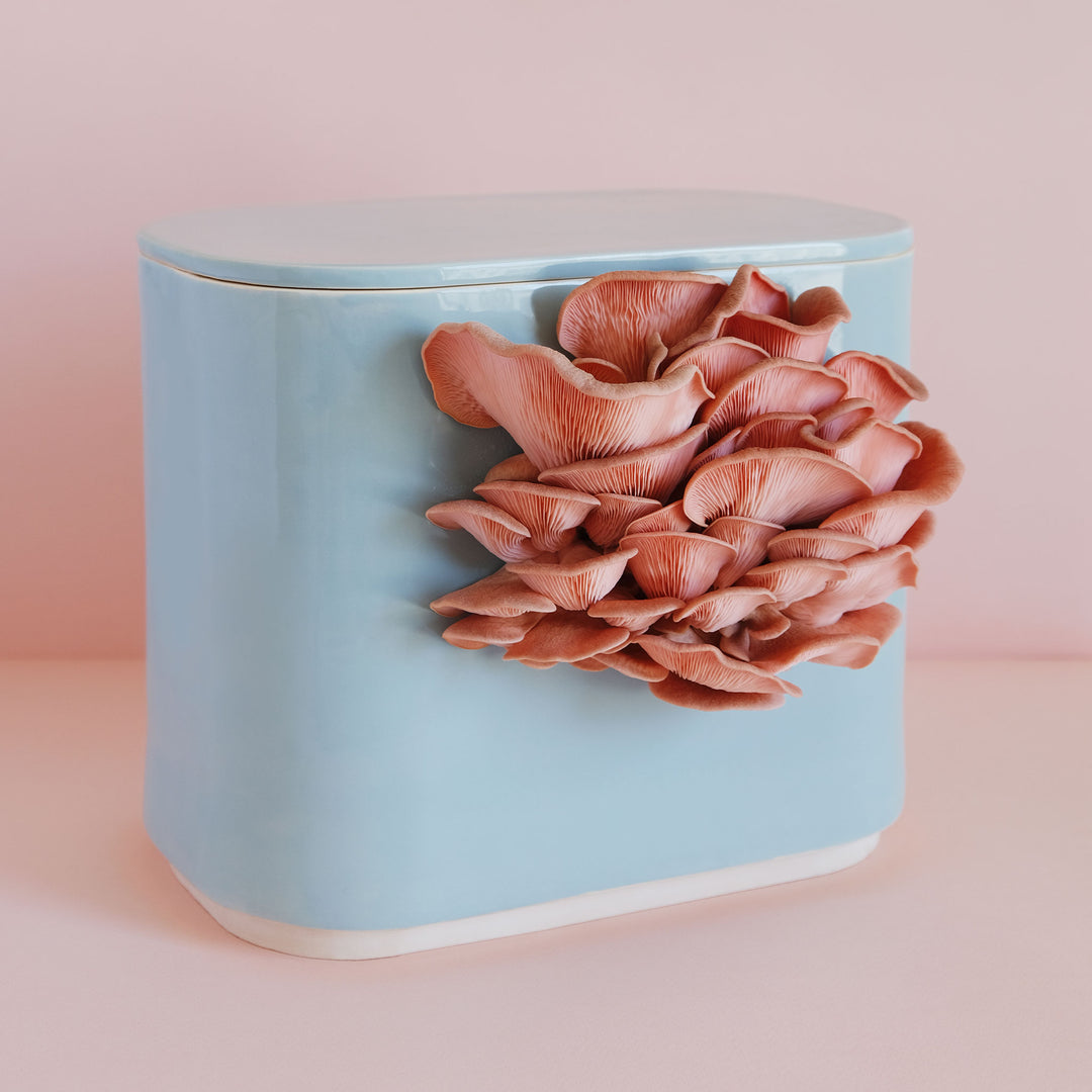 GUS Ceramic Mushroom Planter