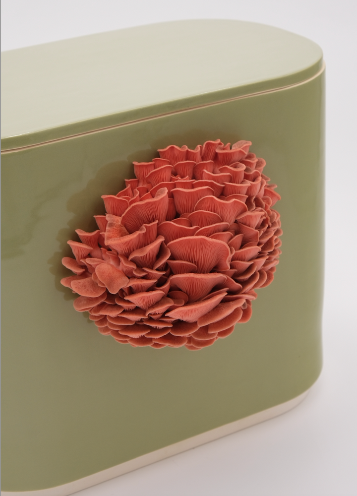 GUS Ceramic Mushroom Planter