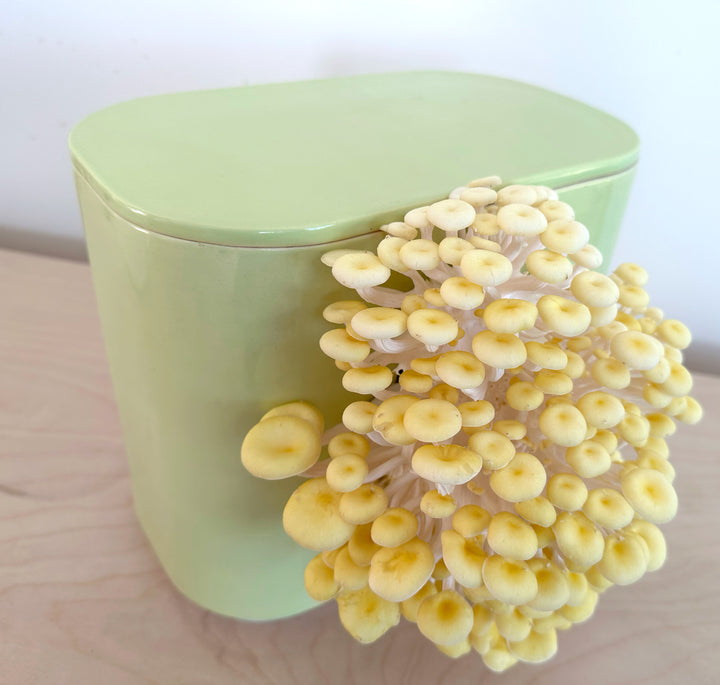 GUS Ceramic Mushroom Planter