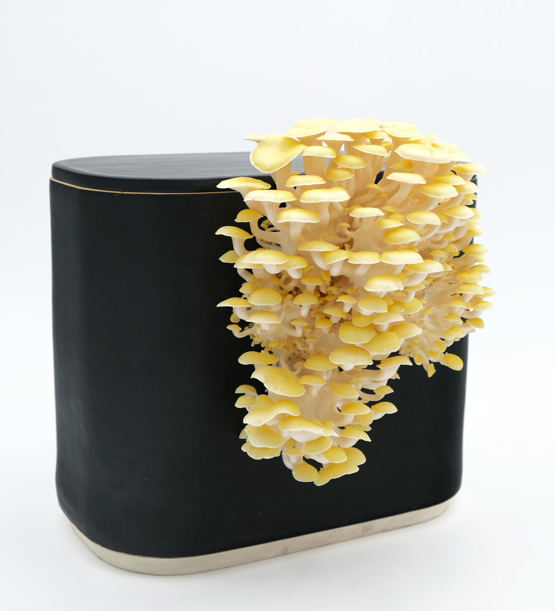 GUS Ceramic Mushroom Planter